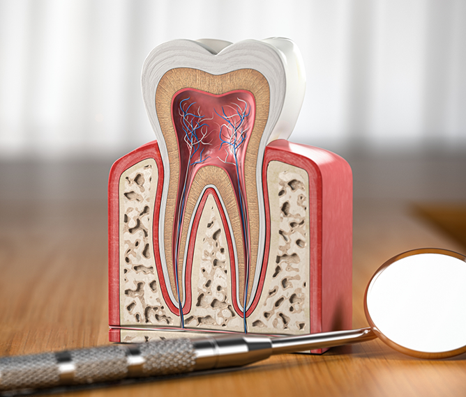 Model of a tooth showing the nerves and layers inside of it